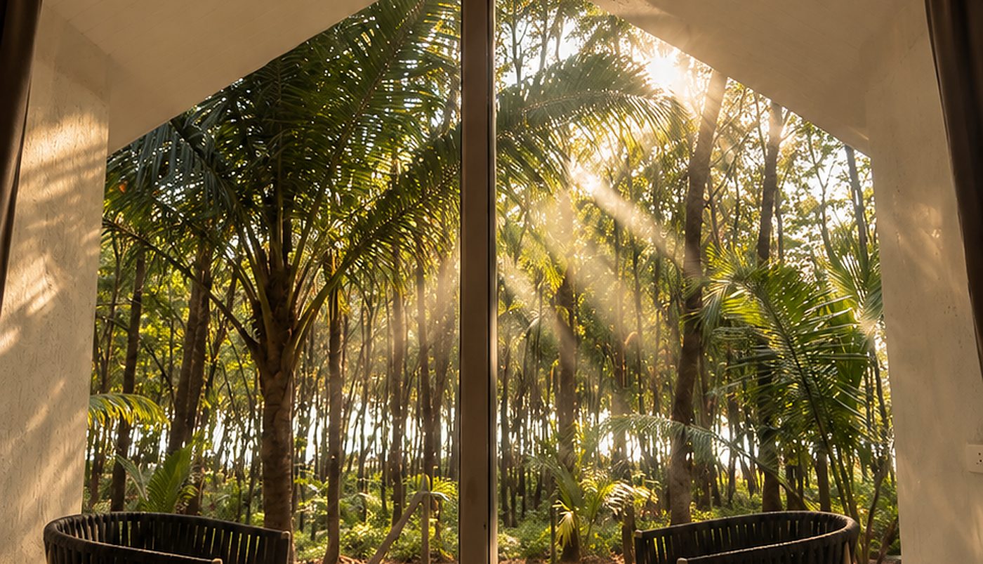 The coconut canopy above GAIA, late afternoon